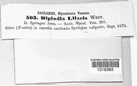Diplodia lilacis image